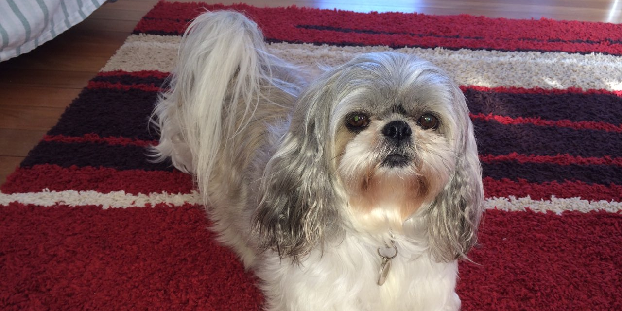 Sasha Returns to Her Old Self with Adrenal Harmony Gold Pet Wellbeing