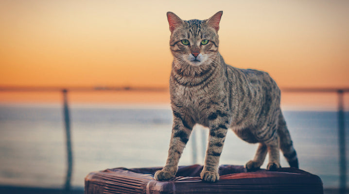 Discover How Senior Cat Overcame Cancer with Life Gold - Natural Cancer ...