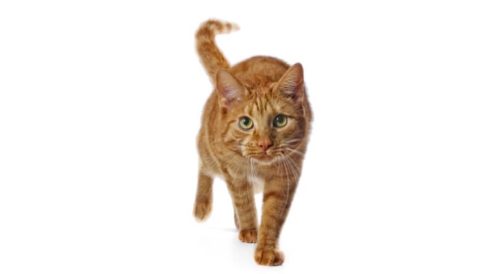 What Your Cat's Body Language is Trying to Tell You
