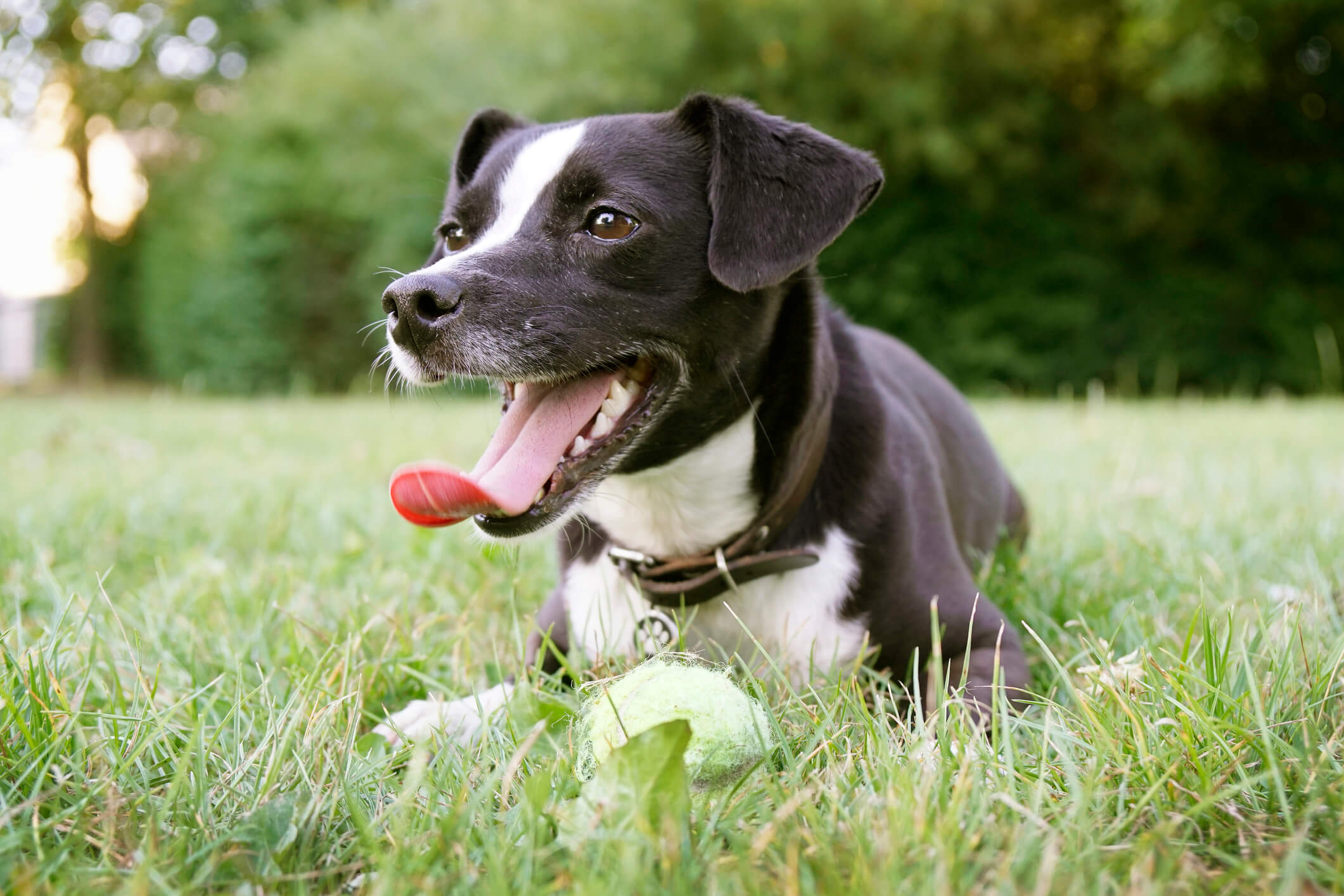 Why Is My Dog's Breath So Bad? Pet Wellbeing