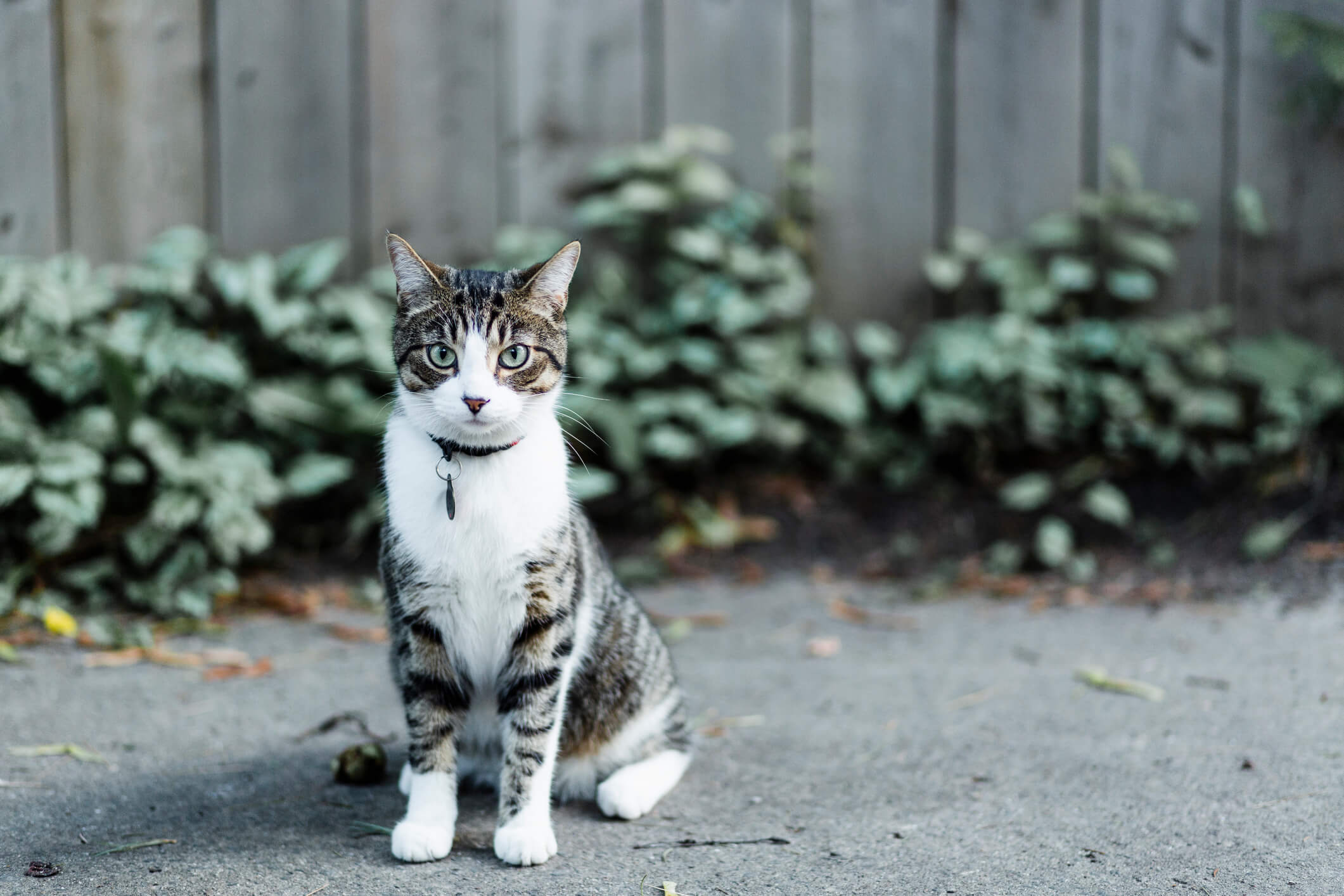 How Safe is it Really to Let Your Cat Outside? Pet Wellbeing