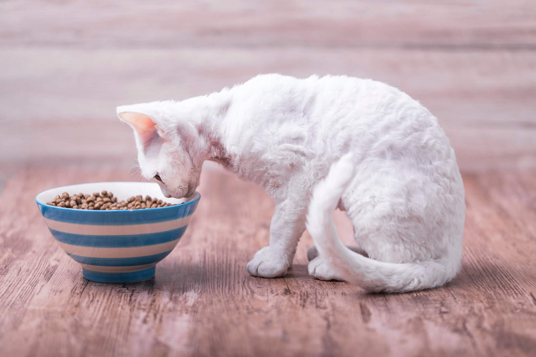 5 Signs and Symptoms of Fatty Liver Disease in Cats