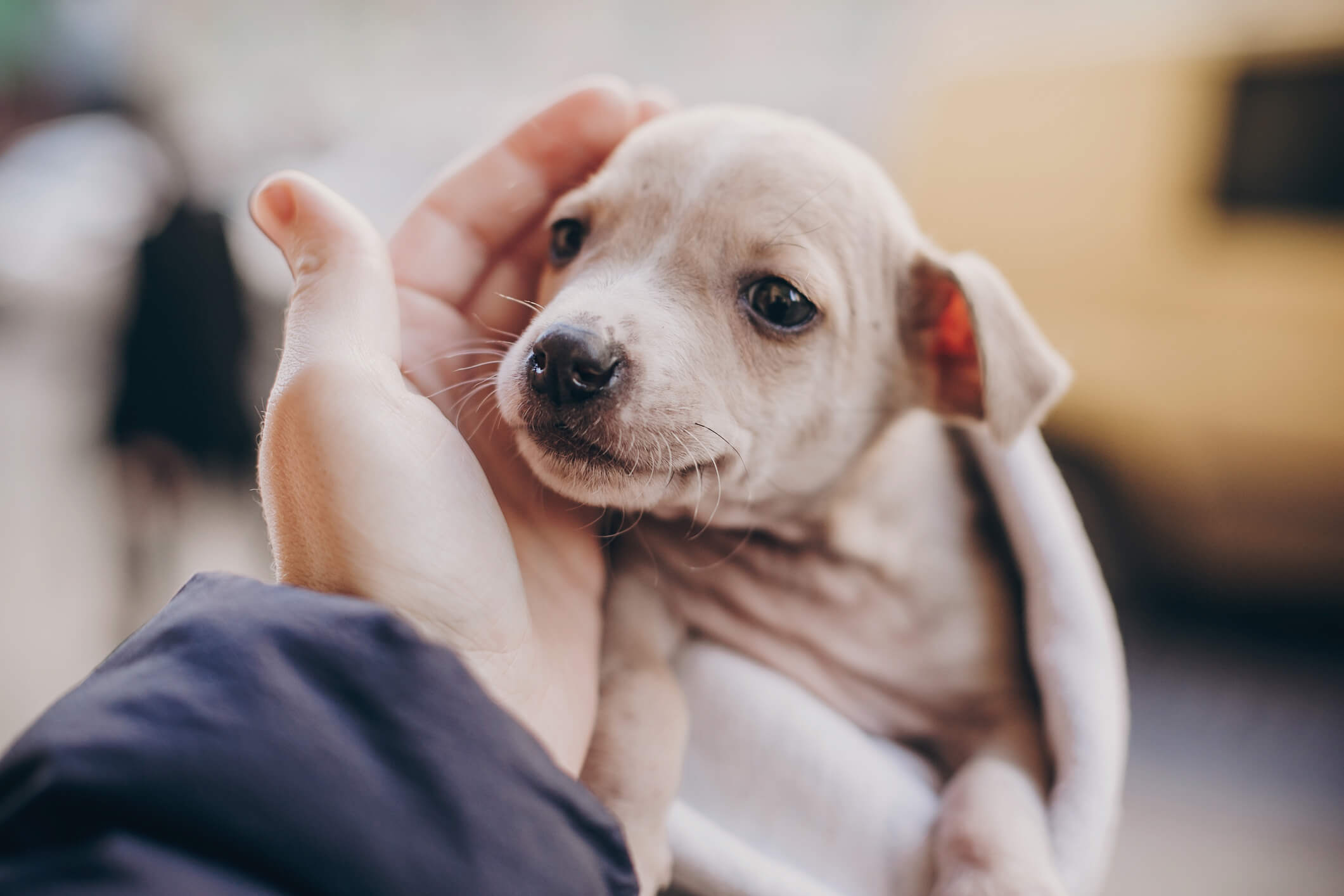 The Dangers of Worms in Puppies and Kittens | Pet Wellbeing