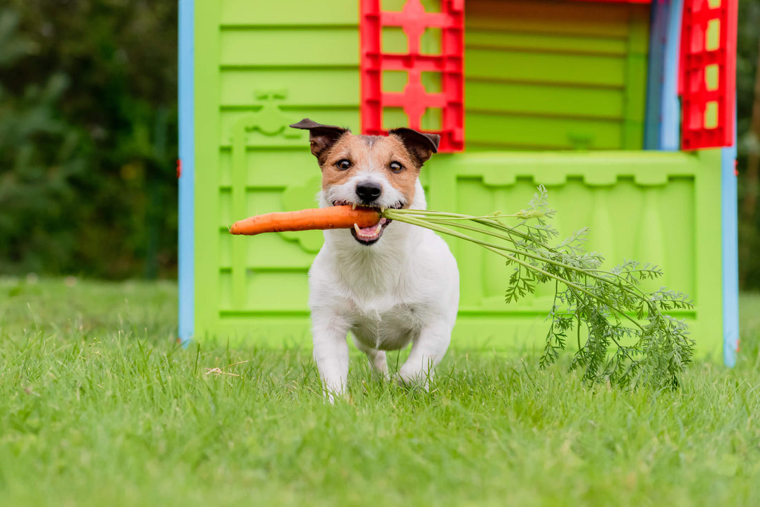 Can Antioxidants Protect Pets Against Cancer?