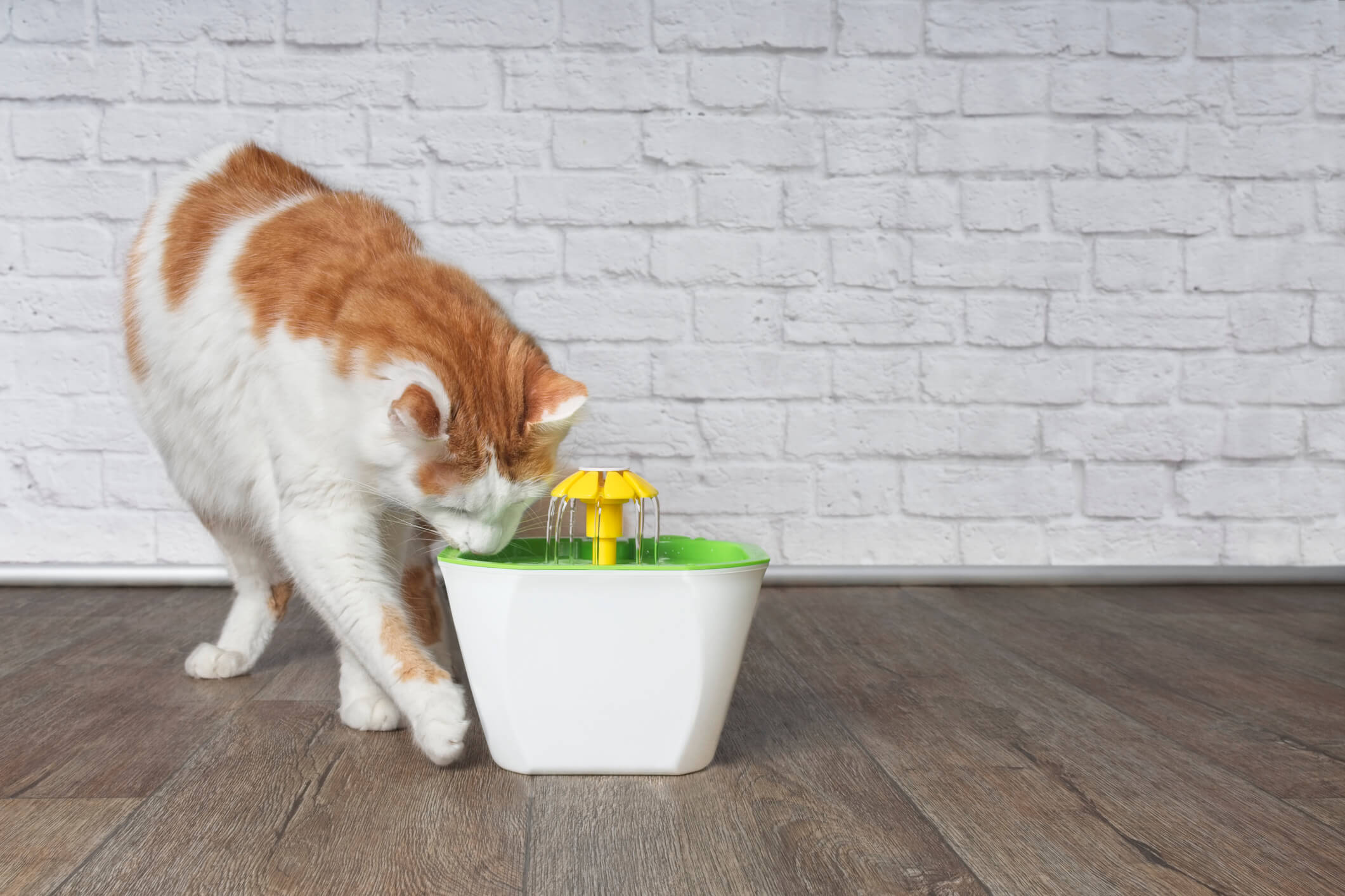 6 Natural Ways to Protect Your Cat's Kidneys Pet Wellbeing