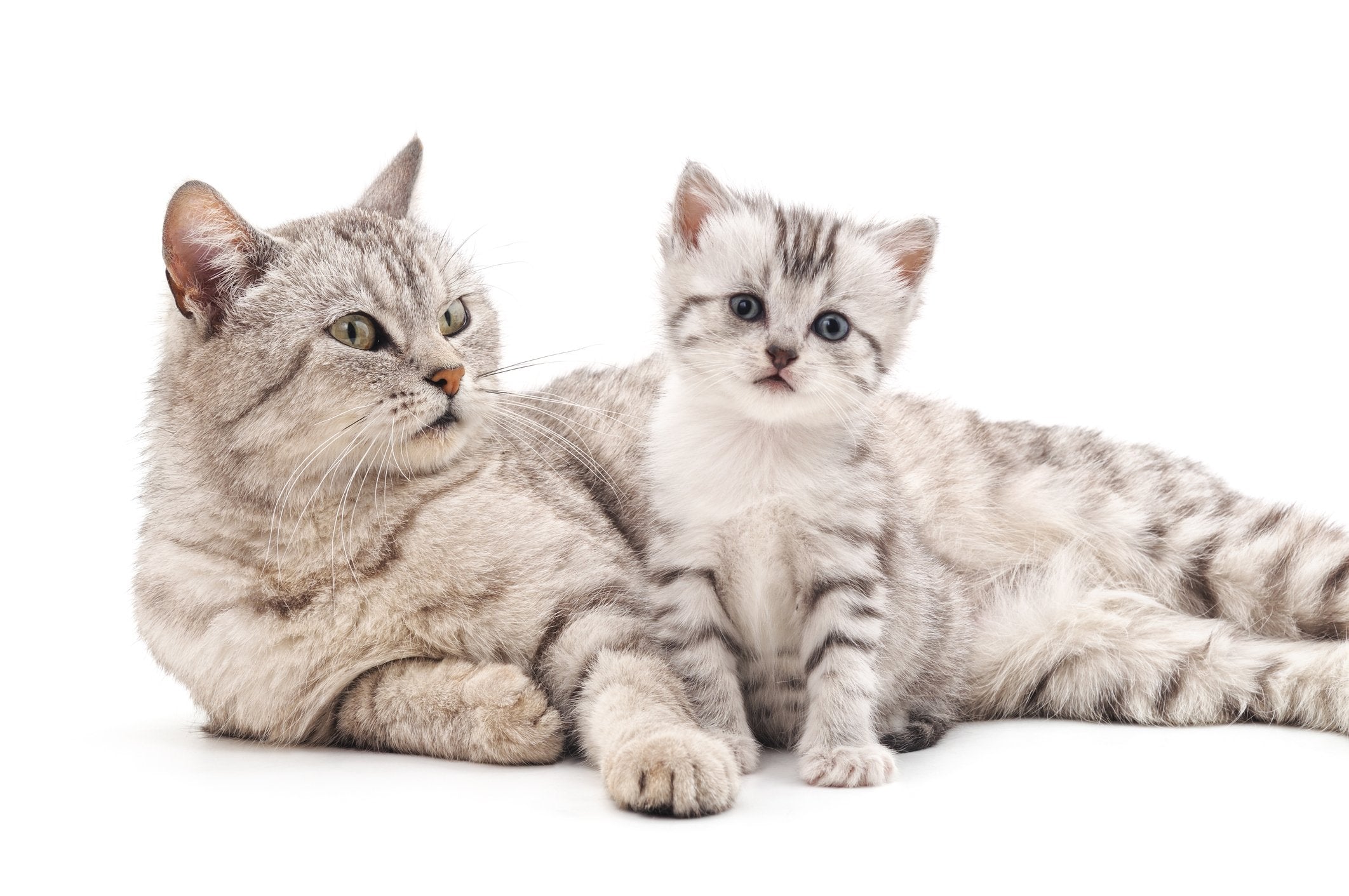 How To Tell Cats Age Is Your Cat Living A Longer Life Find Out Now - wc2k8pm