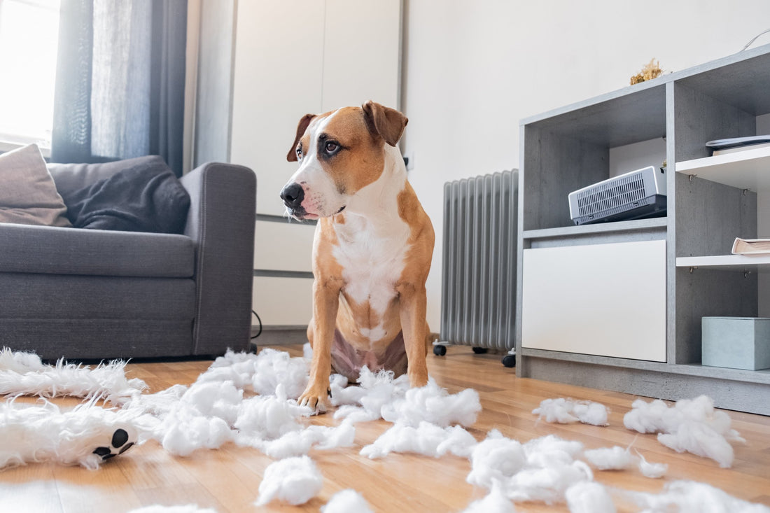 Why Your Dog Insists on Ripping the Stuffing Out of Everything!
