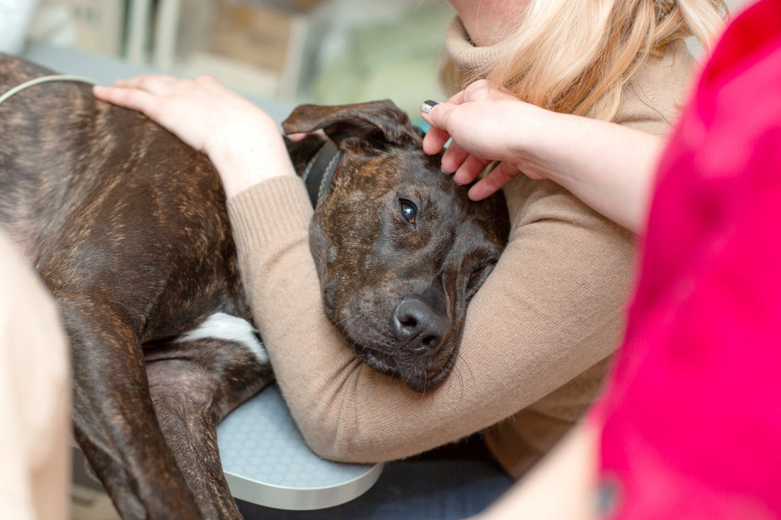 What is Osteosarcoma? How Can it Make Life Extra Hard for Your Pup?