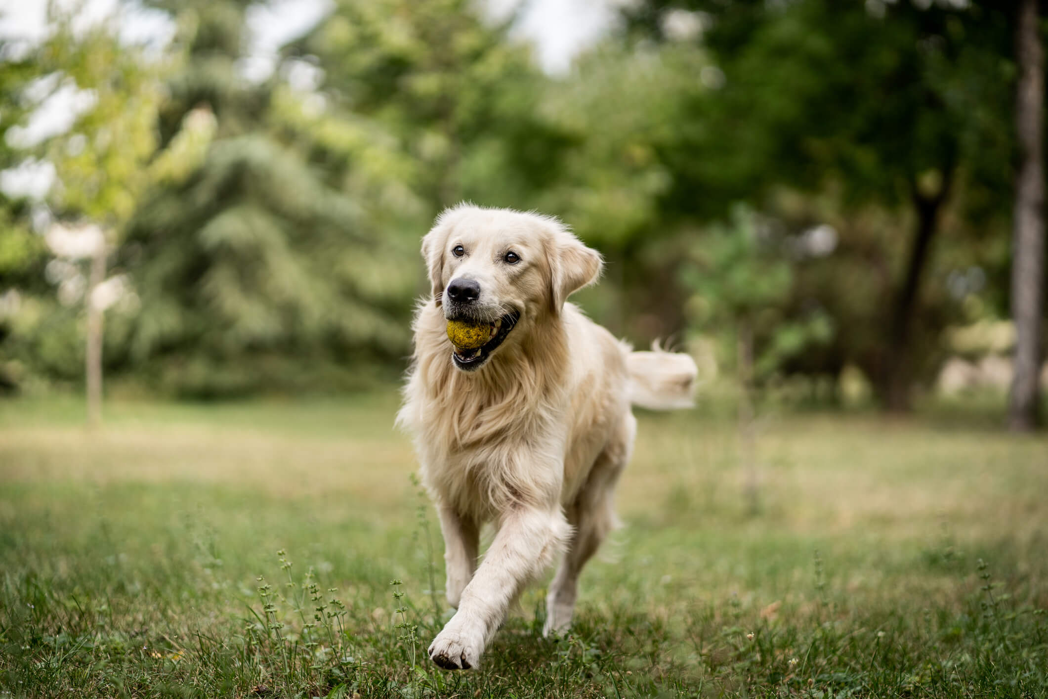 Spotting the Signs of Intervertebral Disc Disease in Dogs | Pet Wellbeing