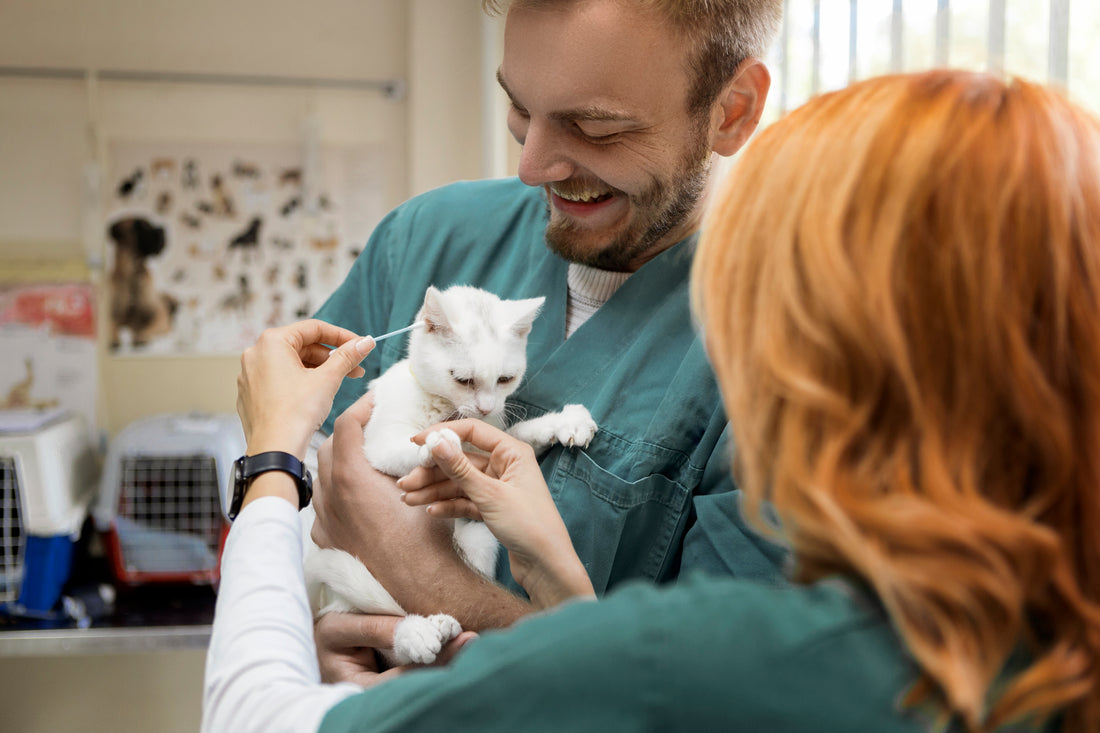 Get Rid of Your Cat's Ear Mites for Good
