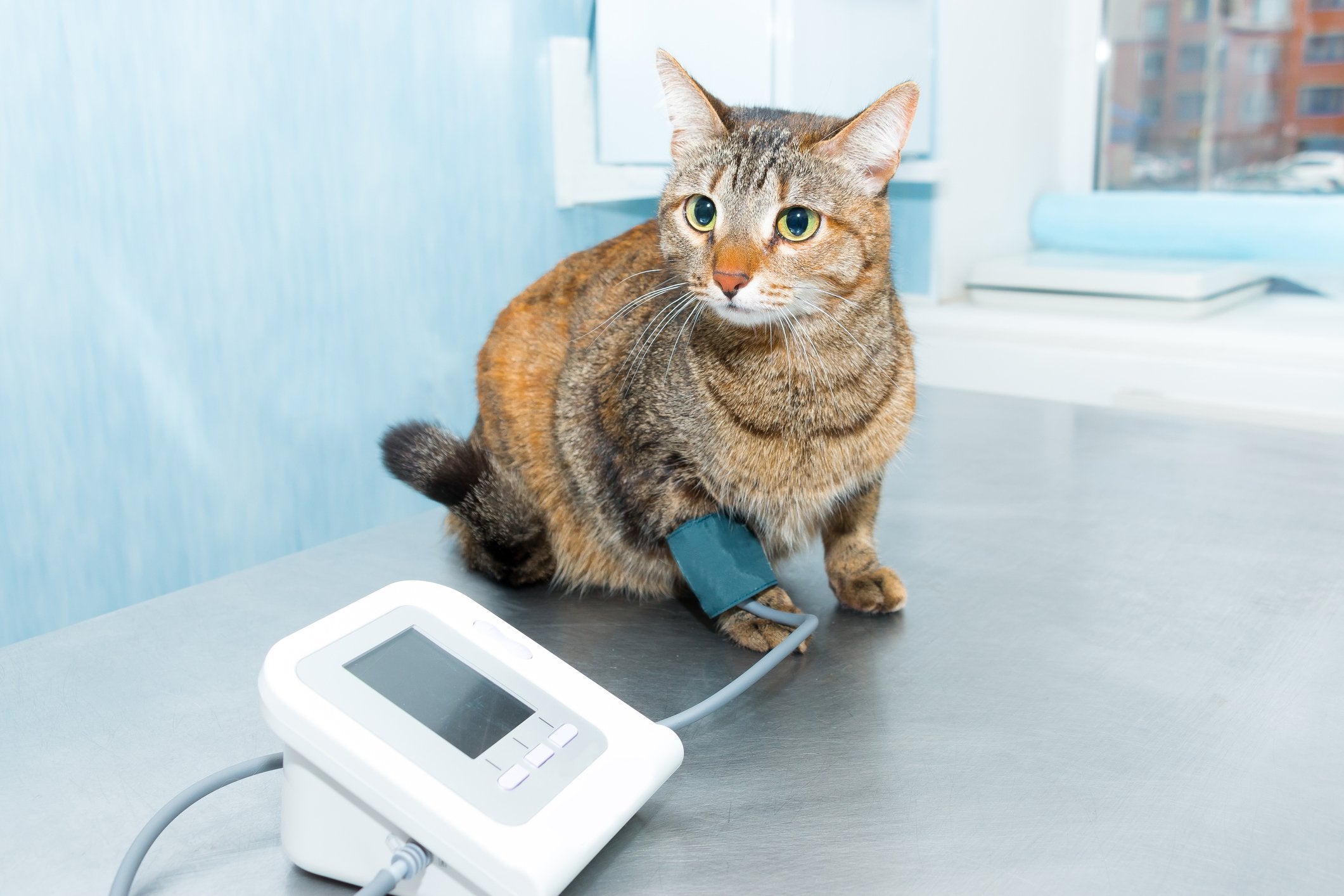 20 Risks of High Blood Pressure in Cats   Pet Wellbeing