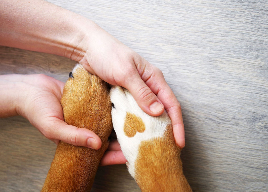 Why Grooming Your Pup's Paws Is So Important