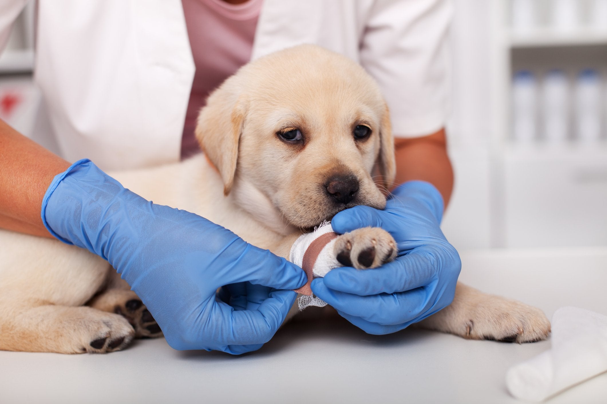 how do you treat a dog burn on a leash