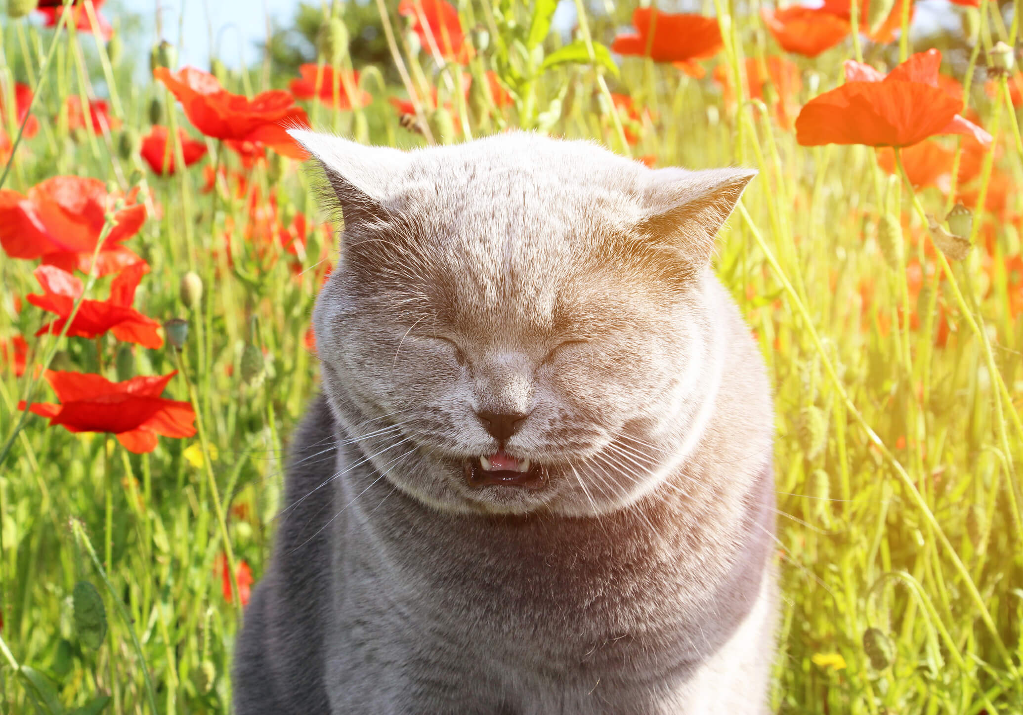 how-to-support-seasonal-allergies-in-cats-pet-wellbeing