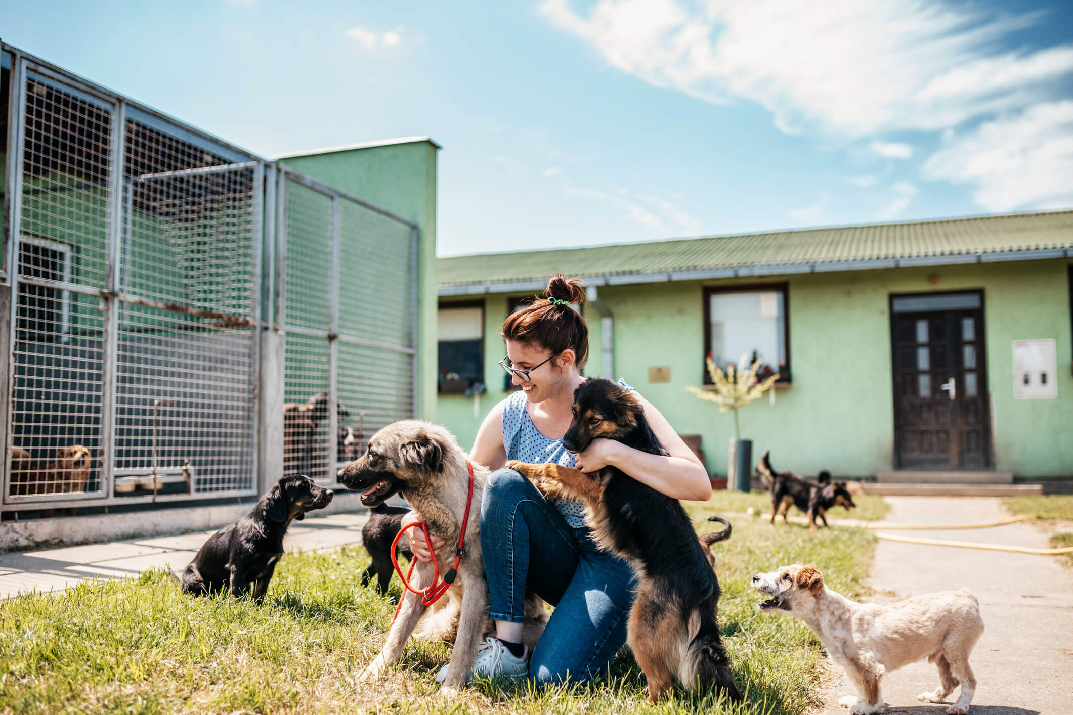 How to Donate to a Pet Rescue Without Giving Money | Pet Wellbeing