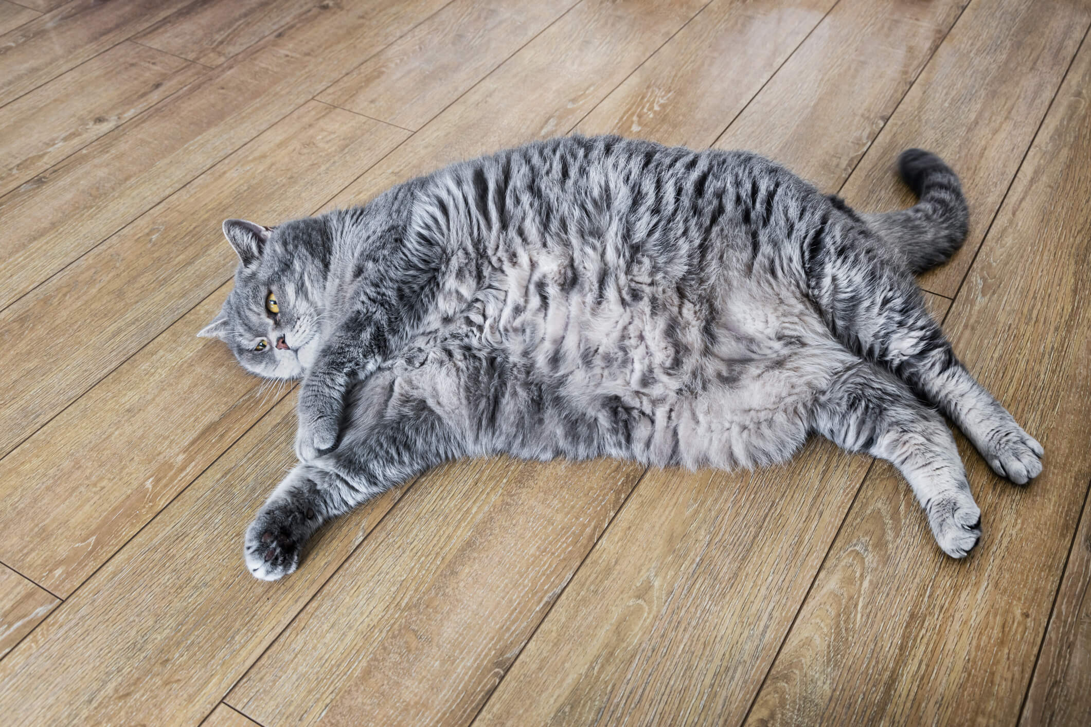 Here's How to Help Your Chubby Kitty Shed Some Weight Pet Wellbeing