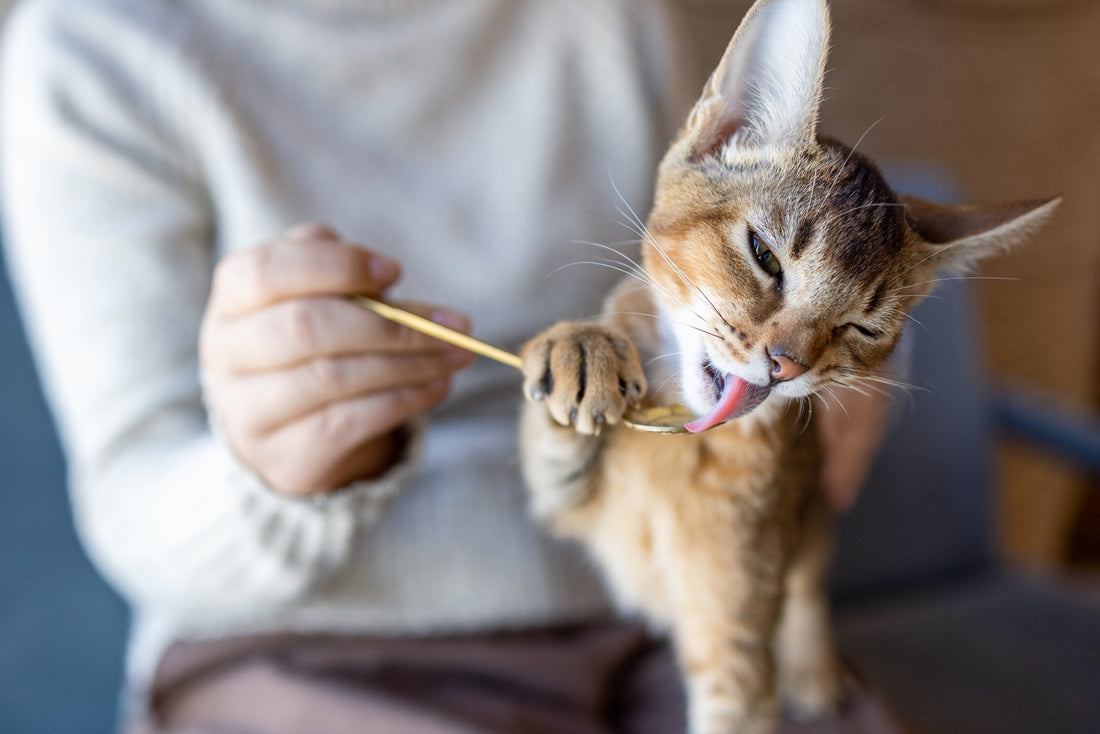 What Is the Best Kind of Fish Oil For Dogs and Cats?