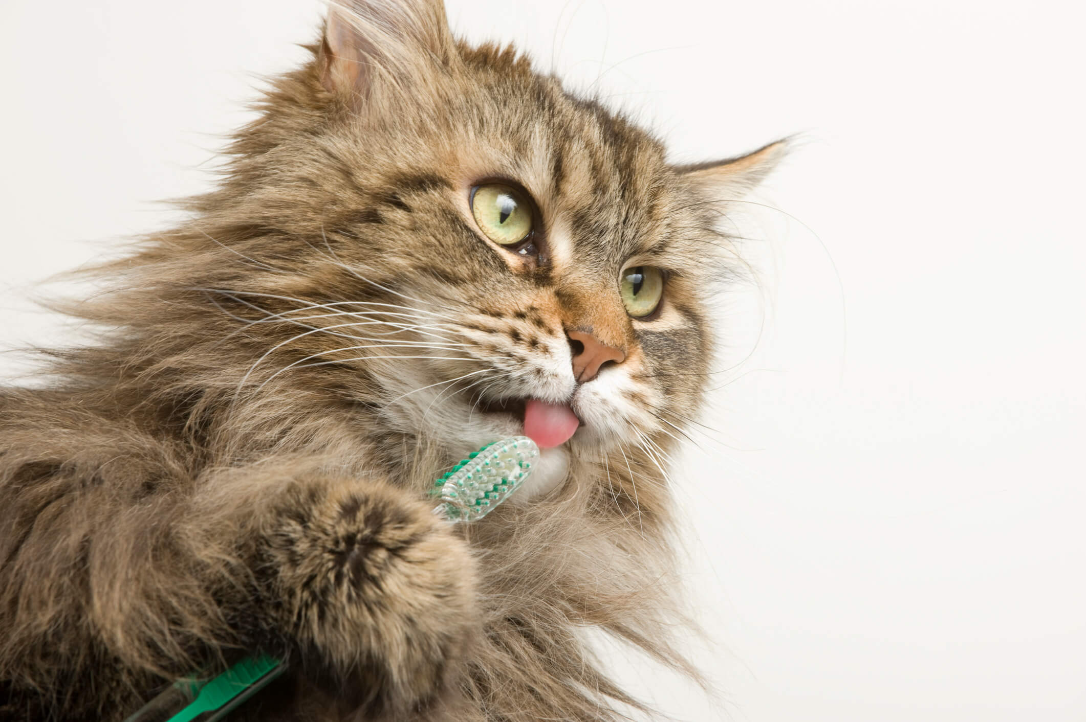 Can You Brush a Cat's Teeth? Pet Wellbeing