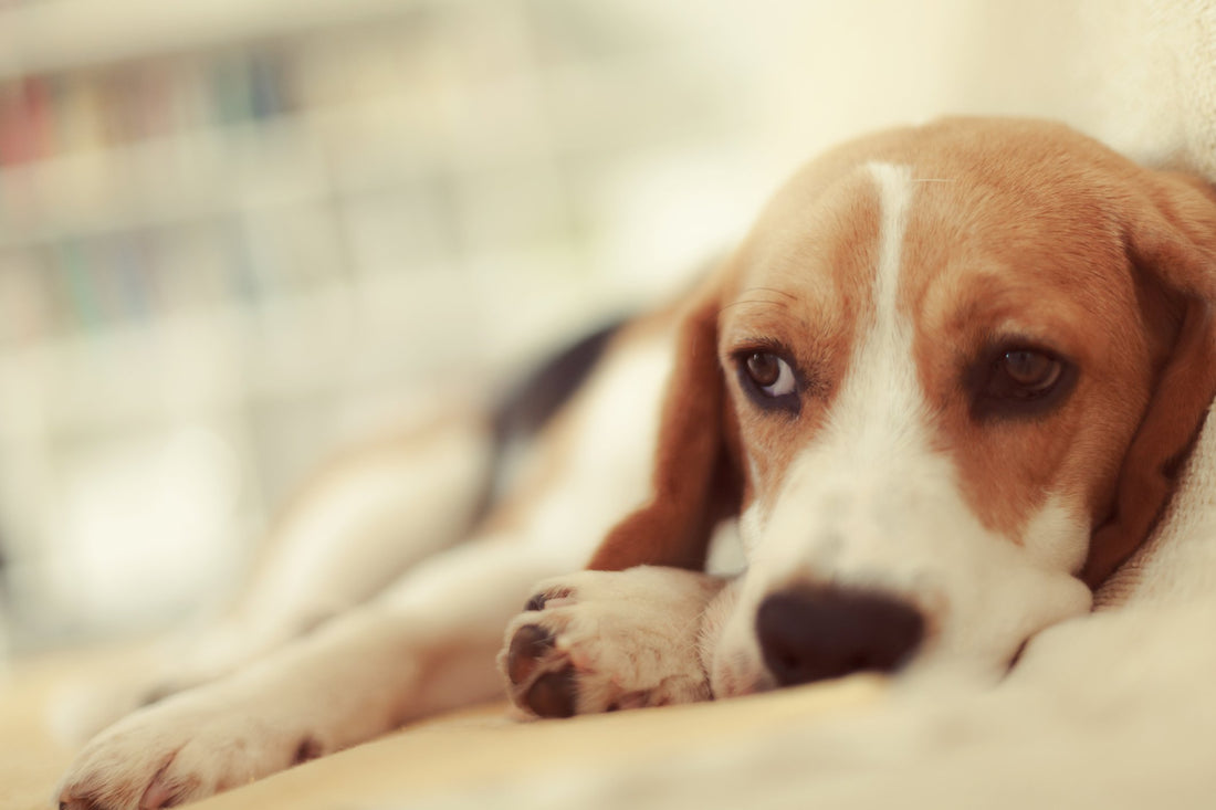 4 Types of Skin Cancer in Dogs