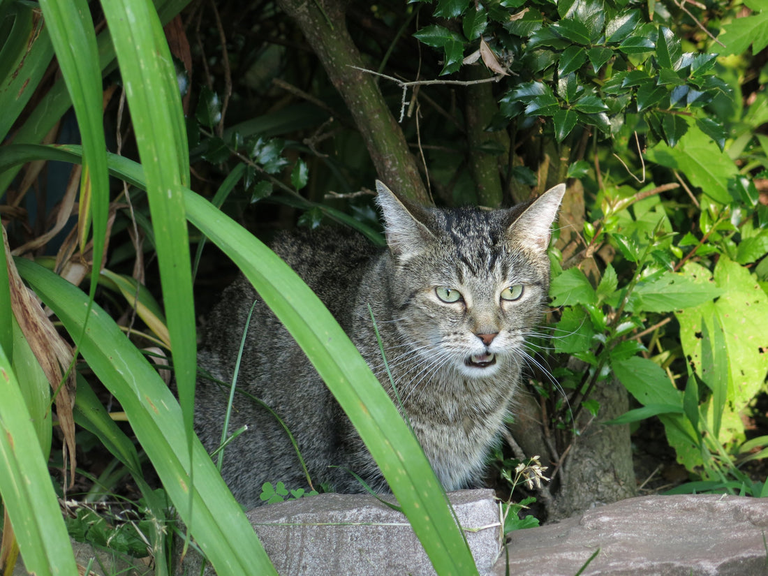 7 Signs Your Cat Can't Breathe Properly