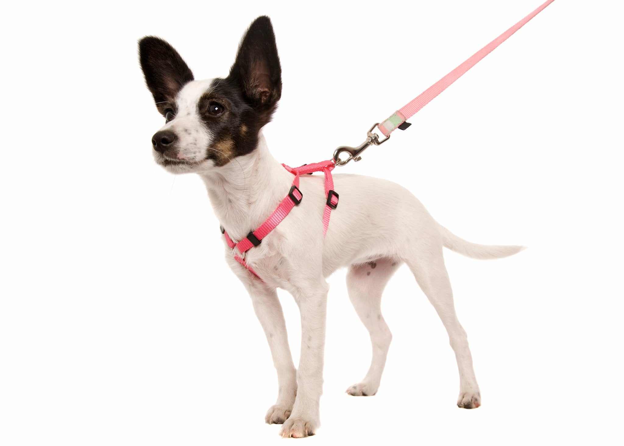 Harness vs. Collar What is The Right Choice for Walking Your Dog Pet