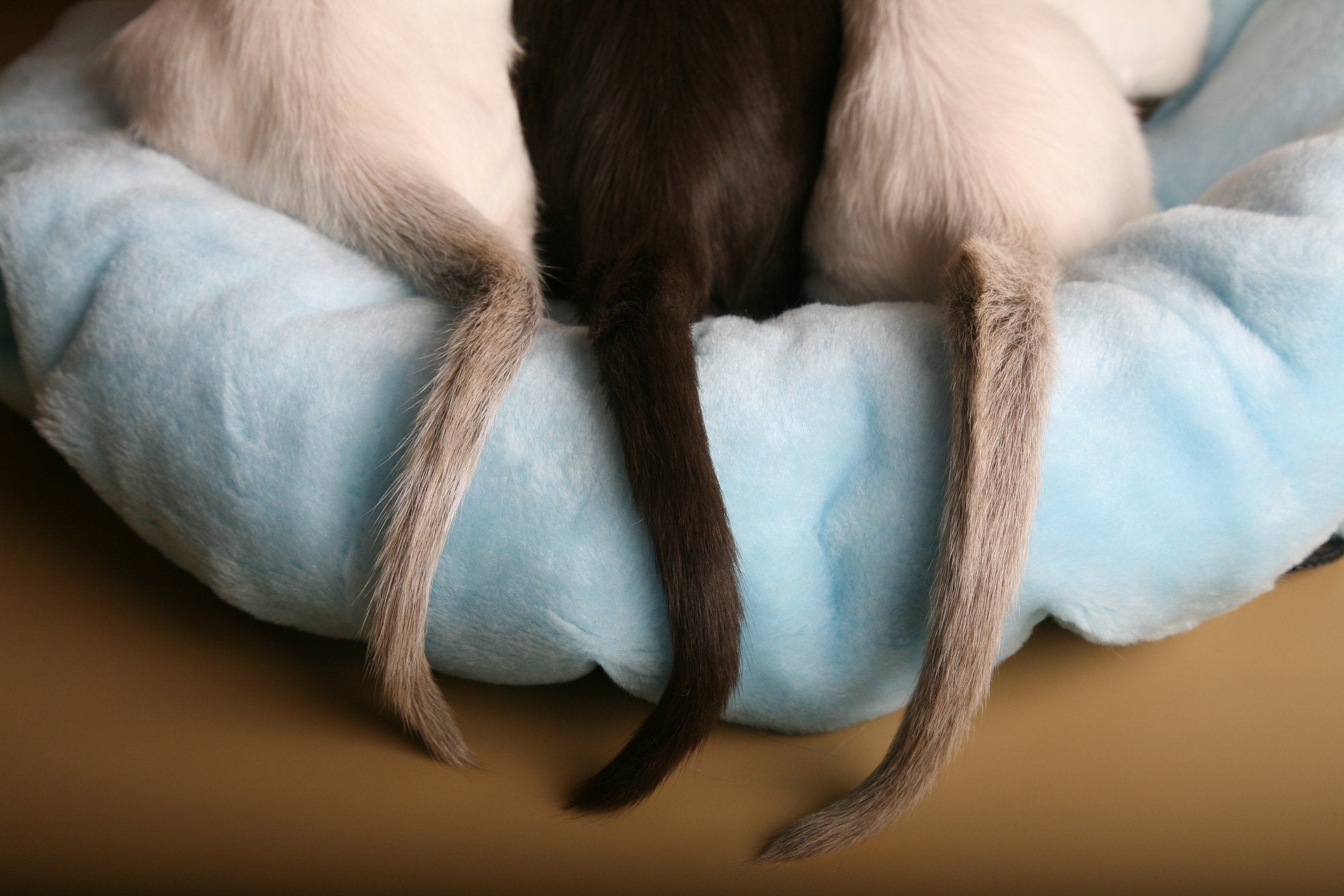 Understand Your Cat's Tail Language to Read Their Mood | Pet Wellbeing Understand Your Cat's Tail Language to Read Their Mood | Pet Wellbeing
