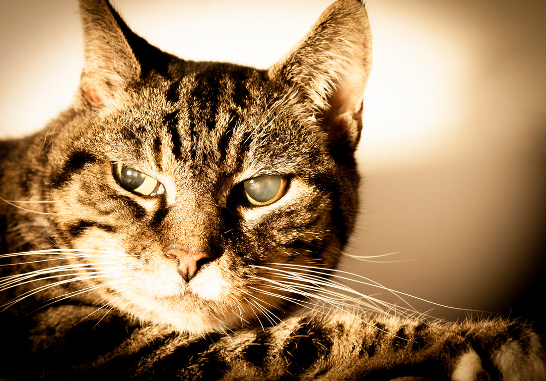 If Your Cat's Eyes are Cloudy, It May Have Cataracts