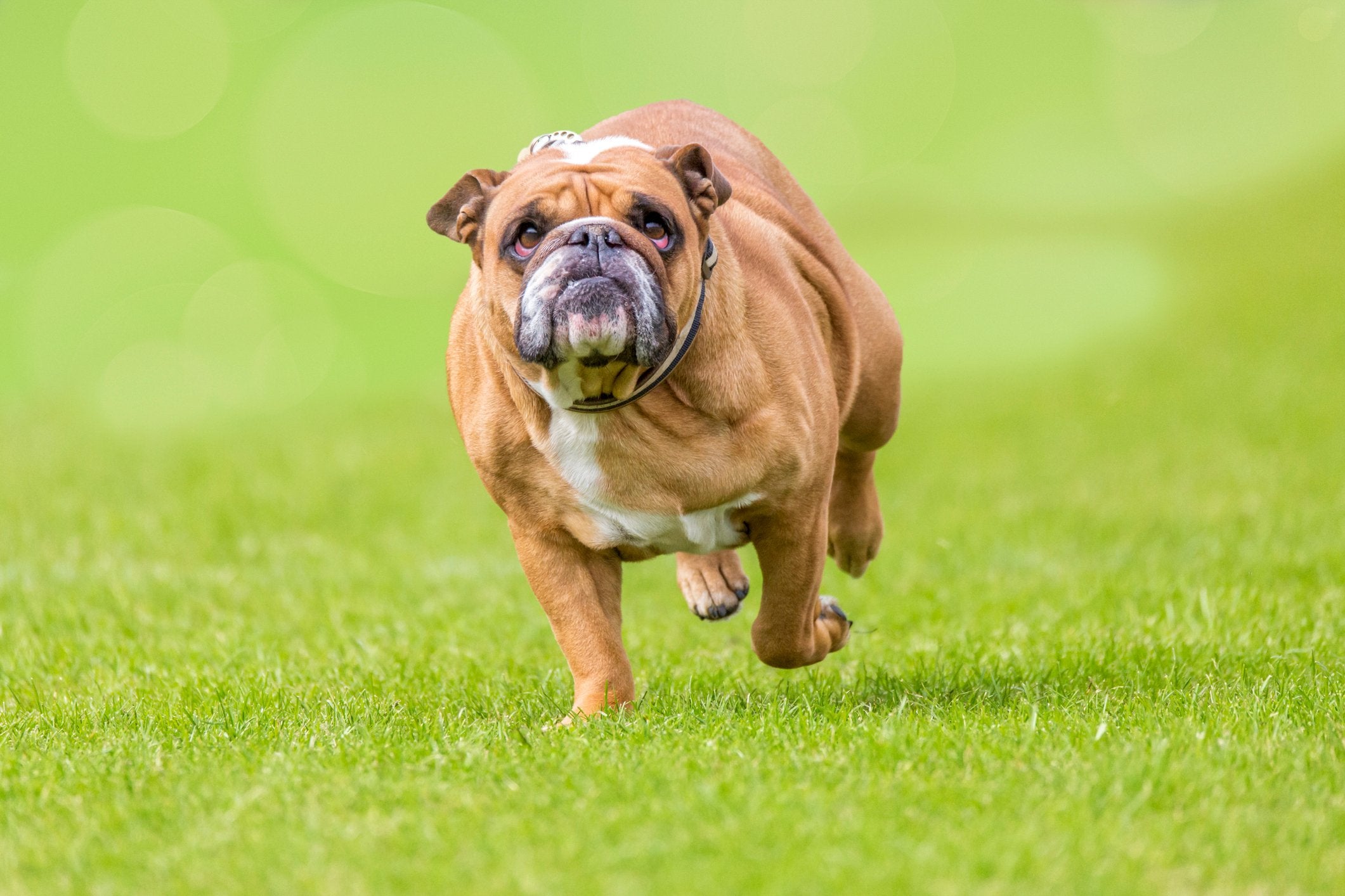 5-dangers-of-obesity-in-dogs-pet-wellbeing