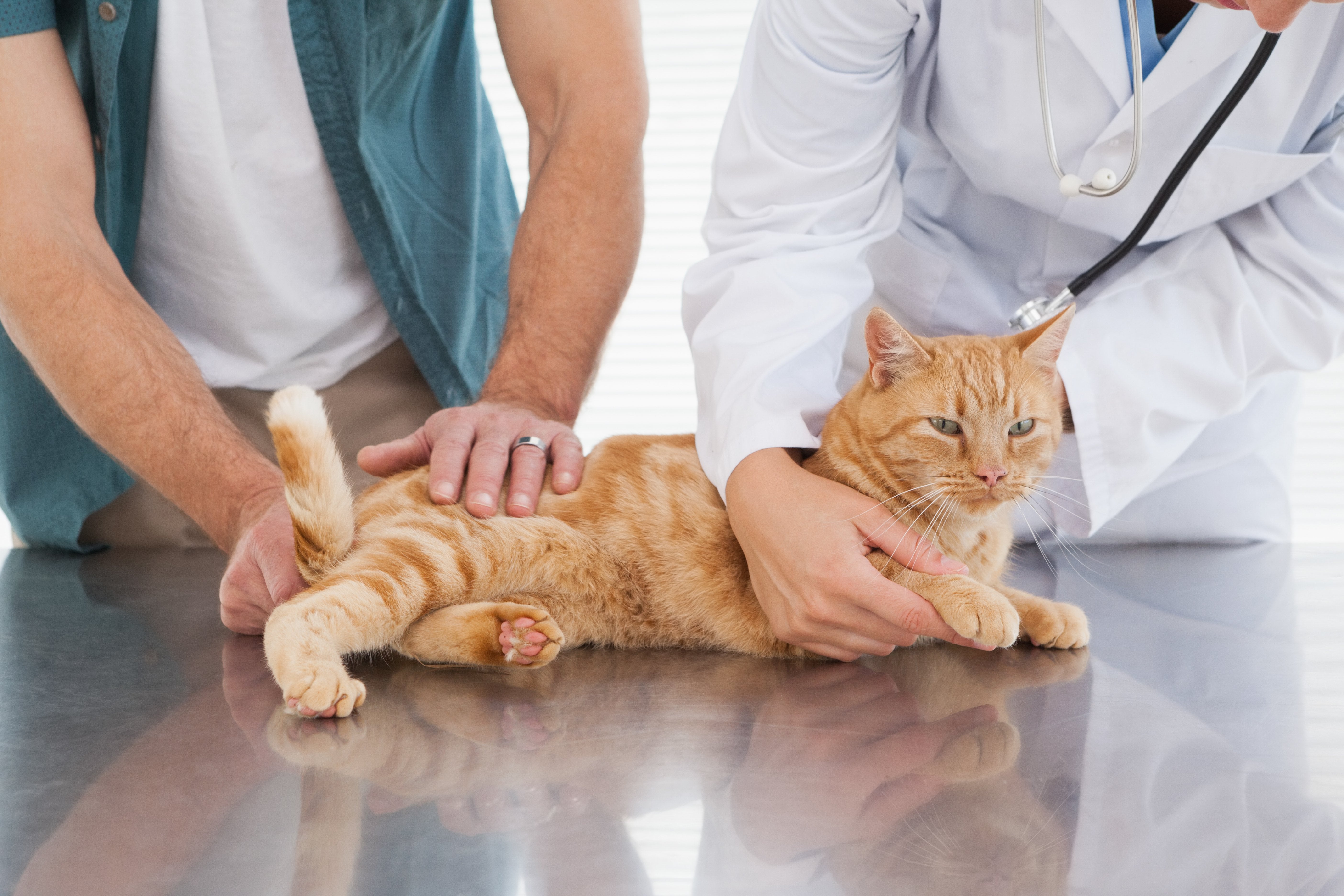 just-how-serious-is-heartworm-in-cats-pet-wellbeing