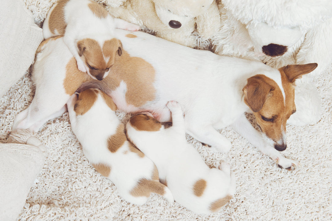Do Dogs Experience Menopause?