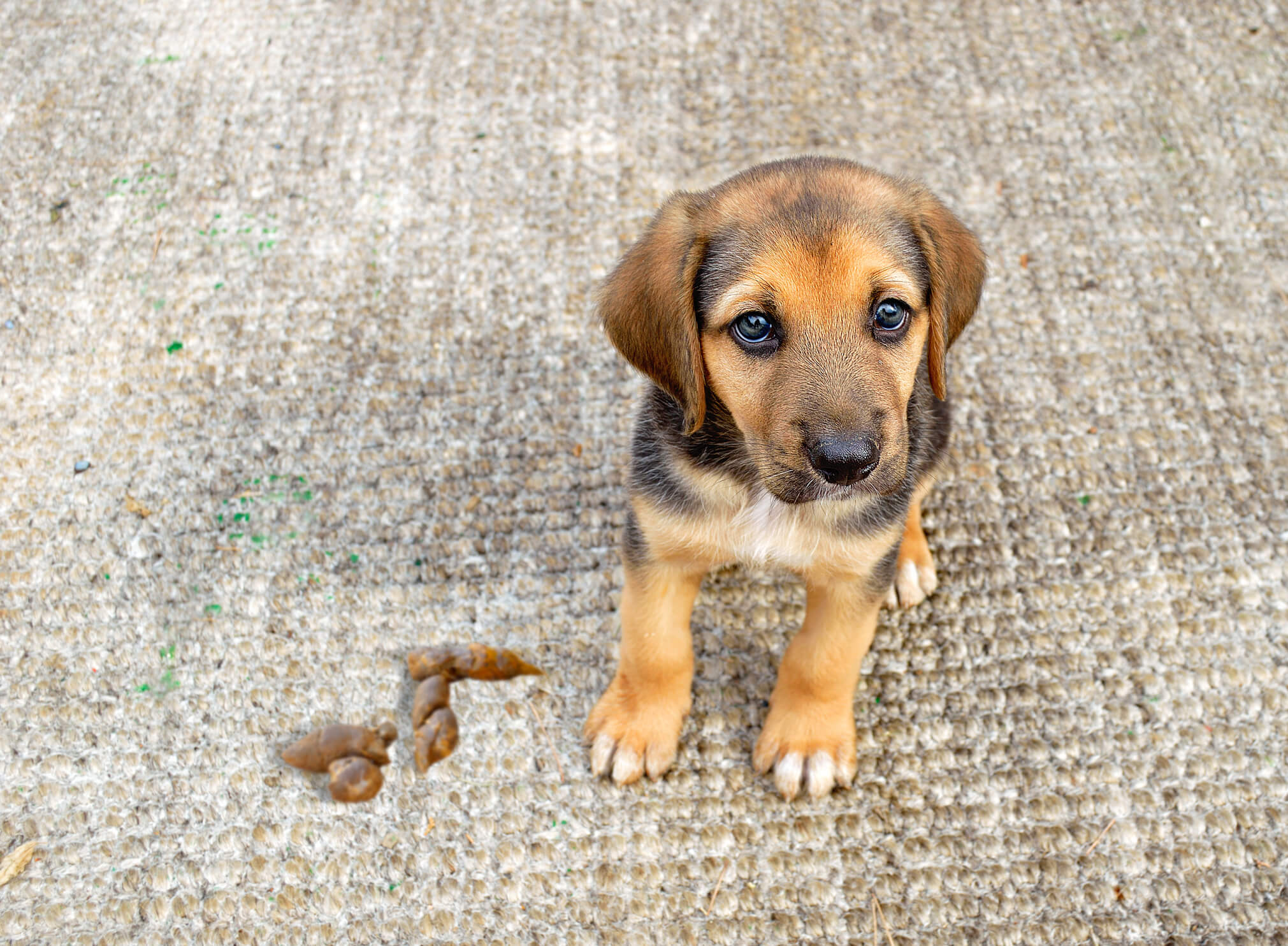 How to Punish Dogs for Pooping in House: Effective Training Tips