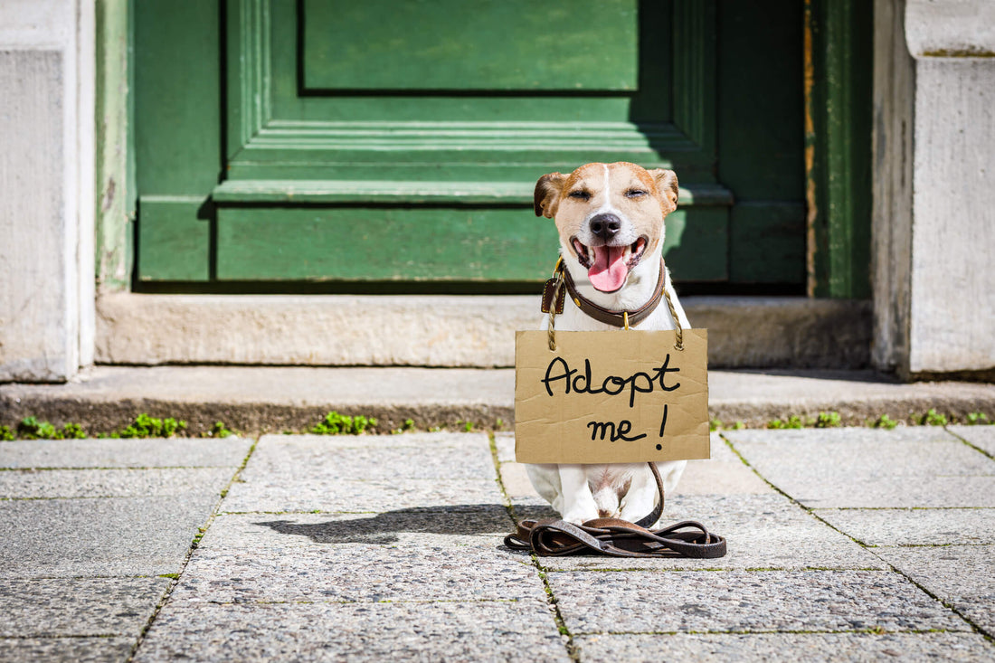 5 Things to Keep in Mind When Adopting a Rescue Pet