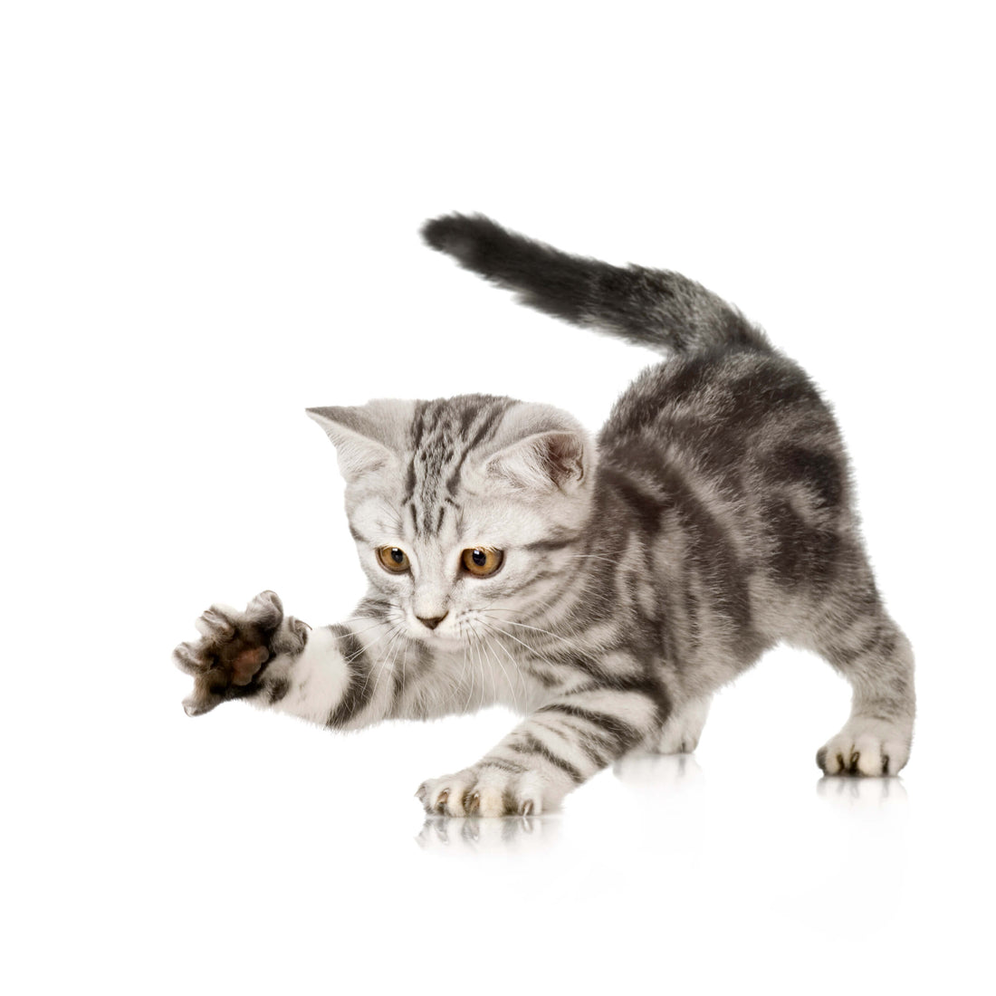 Have You Ever Wondered Why A Cat Scratch Itches and Swells?