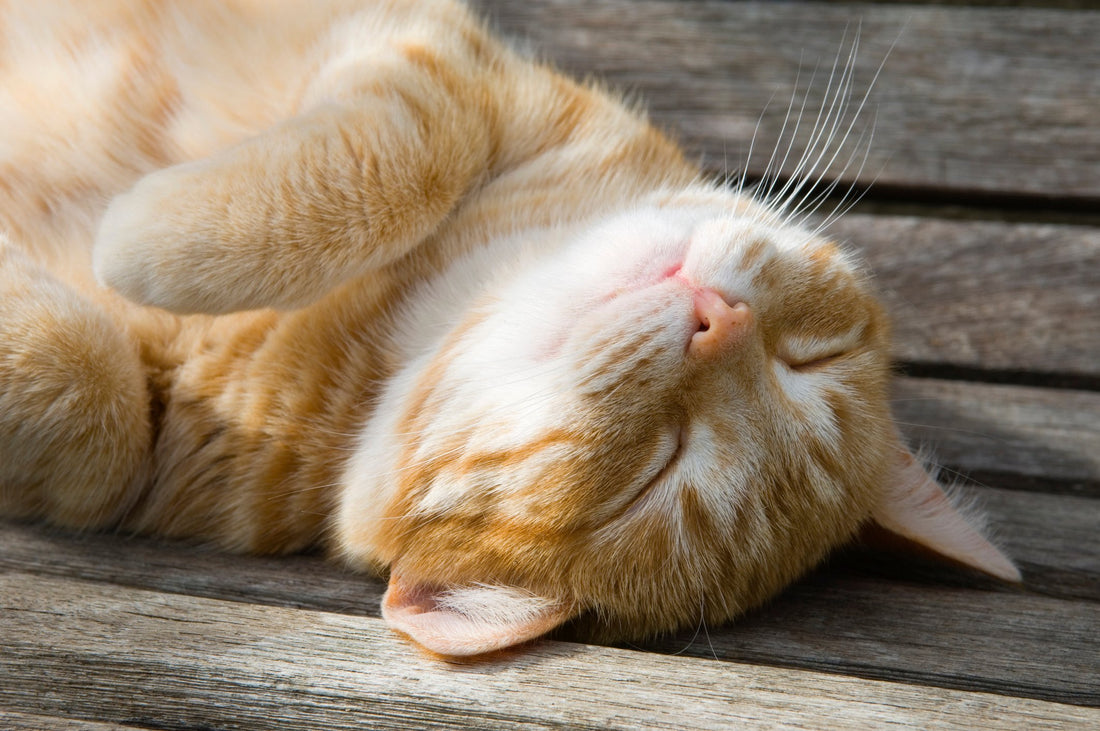 Is My Cat's Snoring a Sign of a Health Problem?