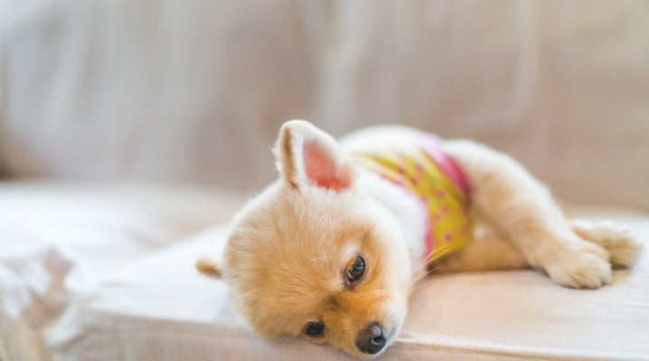 Uncovering the Cause Behind Your Dog's Vomiting
