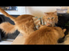 Pet Wellbeing Blood Sugar Gold for Cats product video that explains how this high-quality, holistic supplement supports blood sugar health and normal energy levels.