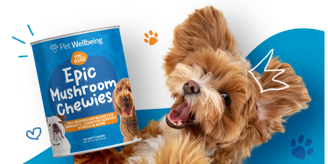 Introducing Epic Mushroom Chewies: Pet Wellbeing's Chewable for Immune, Cognitive and Stress Support in Dogs