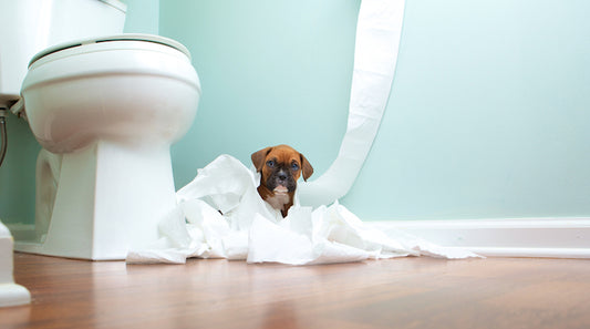 Discover How to End Diarrhea with Holistic Supplement: BM Tone-Up Gold for All Life Stages!