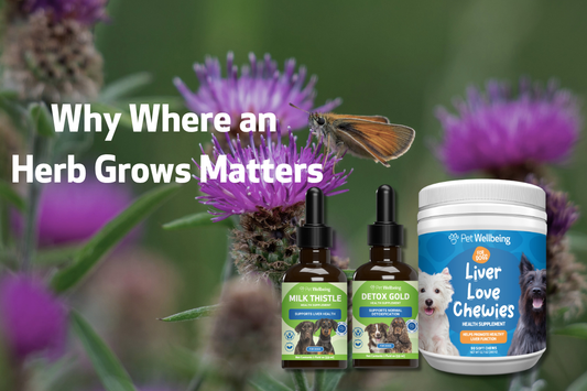 Wild-Harvested Herbs for Pets: Why Where an Herb Grows Matters