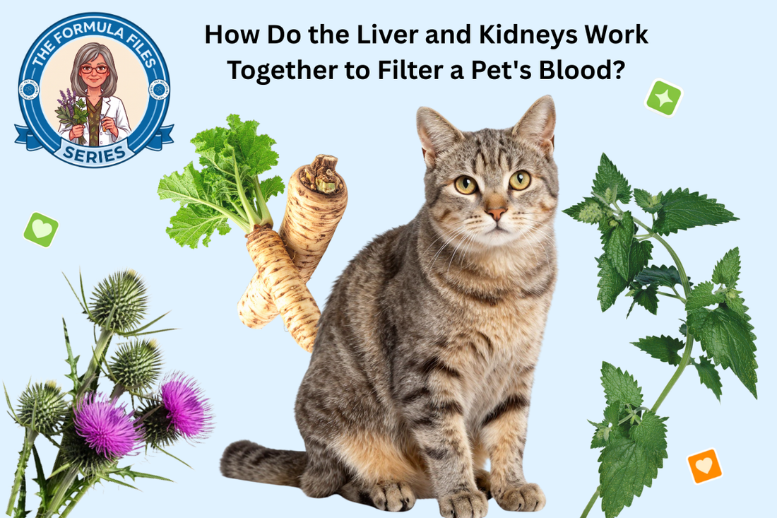 How Do the Liver and Kidneys Work Together to Filter a Pet's Blood?