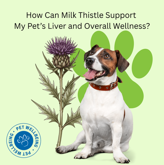 How Can Milk Thistle Support My Pet's Liver and Overall Wellness?