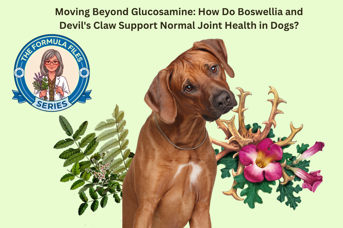 Moving Beyond Glucosamine: How Do Boswellia and Devil's Claw Support Normal Joint Health in Dogs?