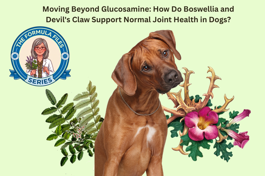 Moving Beyond Glucosamine: How Do Boswellia and Devil's Claw Support Normal Joint Health in Dogs?