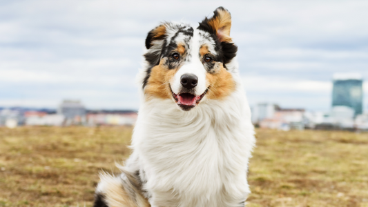 6 Ways to Support Your Pet's Well-Being