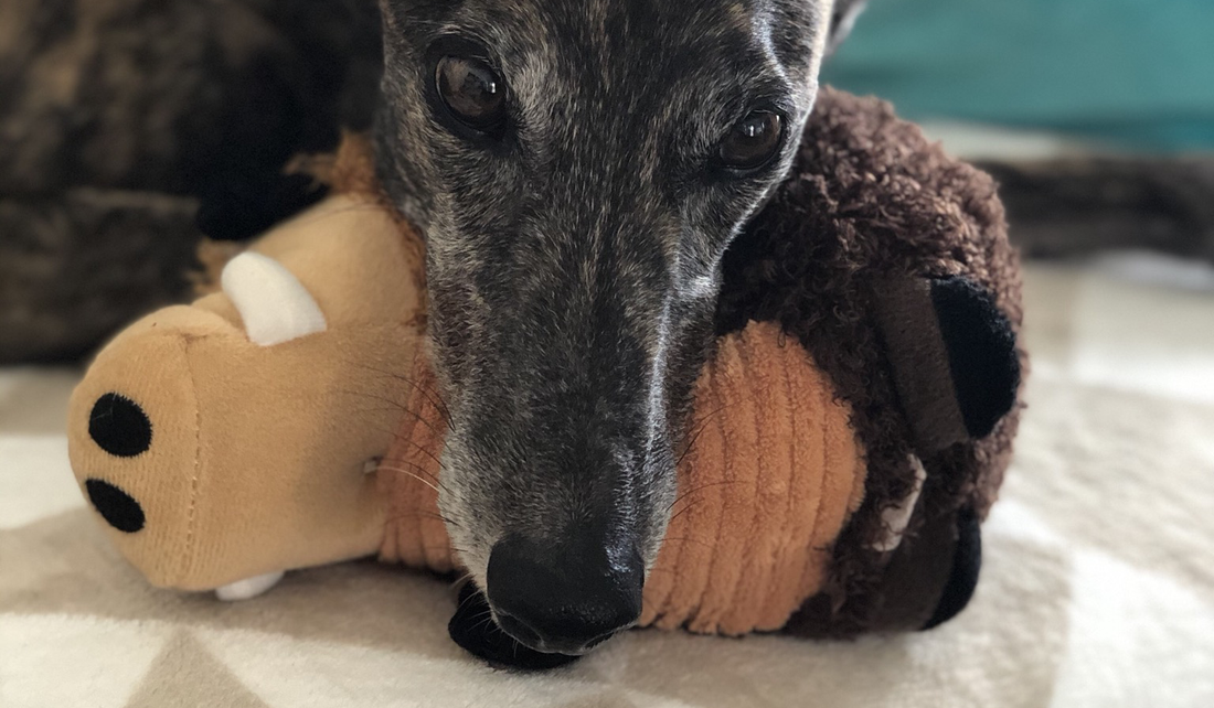 Daisy the Greyhound Finds Life Again After Kidney Disease