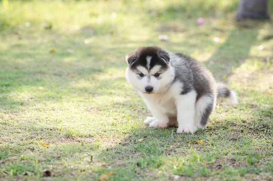 How to Respond to Different Kinds of Dog Diarrhea