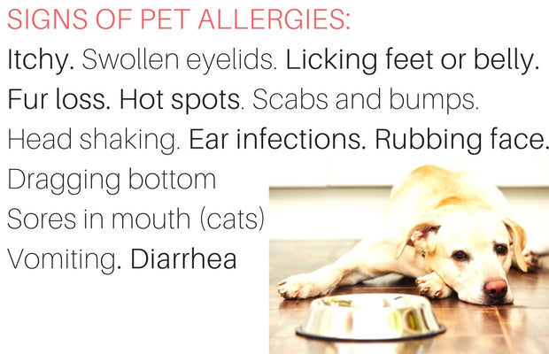 Top causes of Itch in Pets: Pet Allergy Symptoms
