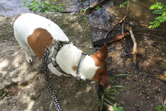Flash the Jack Russell Gets Back Up to Speed After Fighting Cancer