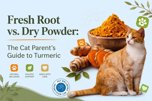 "Why Won't My Cat Touch Turmeric Powder?" (A Real Customer Question, Answered)