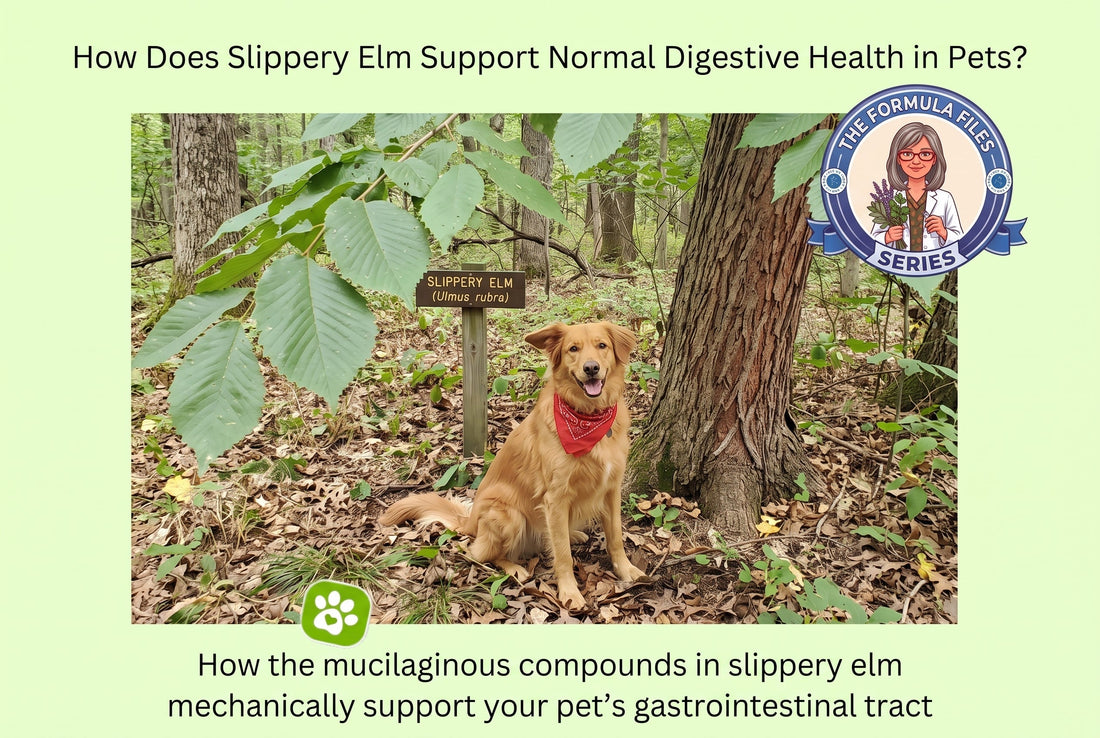 How Does Slippery Elm Support Normal Digestive Health in Pets?